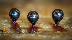 Attēlu rezultāti vaicājumam “Trichia botrytis”