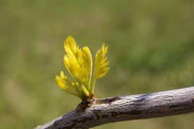 Attēlu rezultāti vaicājumam “Gleditsia triacanthos bud”