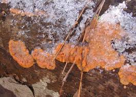 Attēlu rezultāti vaicājumam “Phlebia radiata”