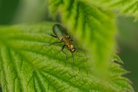 Attēlu rezultāti vaicājumam “Chrysanthia viridissima”