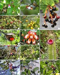 Attēlu rezultāti vaicājumam “Eriophorum latifolium fruit”