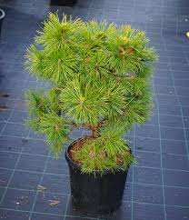Attēlu rezultāti vaicājumam “Pinus sylvestris var. turfosa”