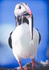 Image result for Fratercula arctica