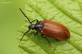 Attēlu rezultāti vaicājumam “Pseudocistela ceramboides”