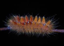 Attēlu rezultāti vaicājumam “Acronicta aceris”