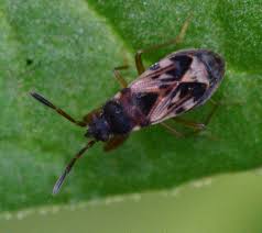 Attēlu rezultāti vaicājumam “Scolopostethus thomsoni”