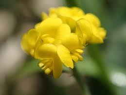 Attēlu rezultāti vaicājumam “Medicago lupulina flower”