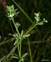 Attēlu rezultāti vaicājumam “Galium schultesii flower”
