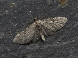 Attēlu rezultāti vaicājumam “Eupithecia tenuiata”