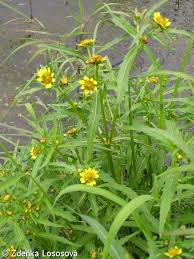 Attēlu rezultāti vaicājumam “Bidens cernua”