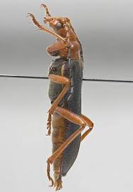 Attēlu rezultāti vaicājumam “Rhamnusium bicolor”