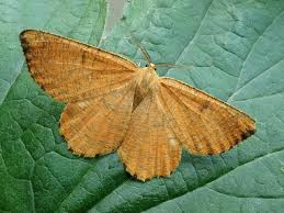 Attēlu rezultāti vaicājumam “Angerona prunaria”