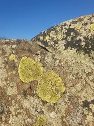 Attēlu rezultāti vaicājumam “Rhizocarpon geographicum”