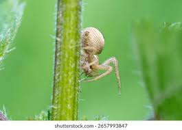 Attēlu rezultāti vaicājumam “Xysticus ulmi”