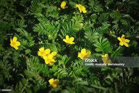 Attēlu rezultāti vaicājumam “Argentina anserina”