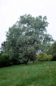 Attēlu rezultāti vaicājumam “Salix alba var. alba”