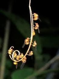Attēlu rezultāti vaicājumam “Ptychoptera sp. female”