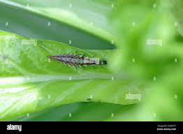 Attēlu rezultāti vaicājumam “Chrysopidae imago”