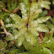 Attēlu rezultāti vaicājumam “Atrichum undulatum”