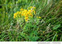 Attēlu rezultāti vaicājumam “Senecio viscosus”