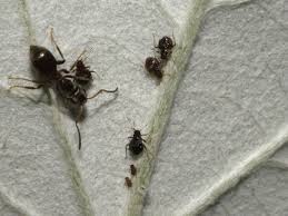 Attēlu rezultāti vaicājumam “Chaitophorus populeti”