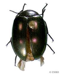 Attēlu rezultāti vaicājumam “Tenebrionidae”