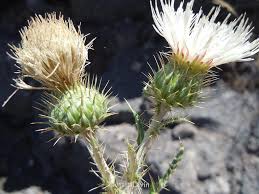 Attēlu rezultāti vaicājumam “Cirsium x rigens flower”