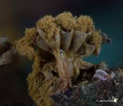 Attēlu rezultāti vaicājumam “Trichia contorta macro”