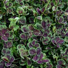 Attēlu rezultāti vaicājumam “Trifolium spadiceum leaf”