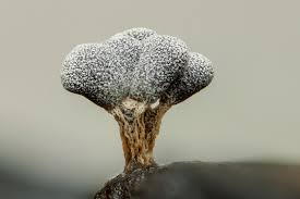 Attēlu rezultāti vaicājumam “Physarum oblatum macro”