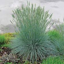Attēlu rezultāti vaicājumam “Festuca altissima flower”