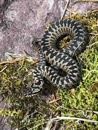 Attēlu rezultāti vaicājumam “Vipera berus”