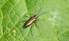 Attēlu rezultāti vaicājumam “Donacia clavipes”