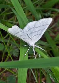 Attēlu rezultāti vaicājumam “Cabera pusaria male”
