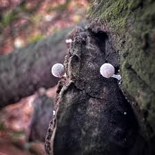 Attēlu rezultāti vaicājumam “Phleogena faginea stalked”