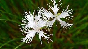 Attēlu rezultāti vaicājumam “Dianthus arenarius bud”
