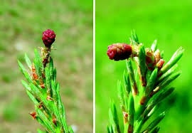 Attēlu rezultāti vaicājumam “Pinus sylvestris female flower”