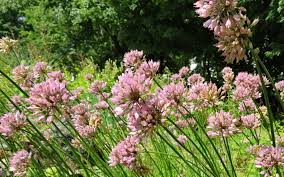 Image result for Allium tuberosum