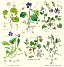 Attēlu rezultāti vaicājumam “Viola riviniana fruit”