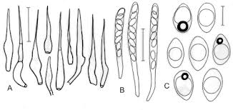 Attēlu rezultāti vaicājumam “Blepharostoma trichophyllum sporophyte”