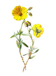 Attēlu rezultāti vaicājumam “Cistaceae”