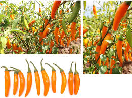 Afbeeldingsresultaat voor numex chimayo hot pepper