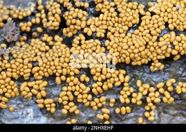 Attēlu rezultāti vaicājumam “Trichia varia”