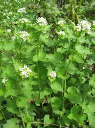 Attēlu rezultāti vaicājumam “Alliaria petiolata flower”