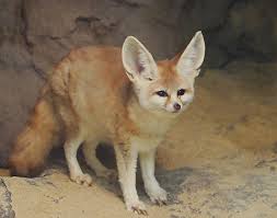 Attēlu rezultāti vaicājumam “Vulpes zerda”