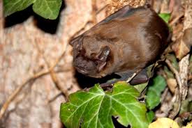 Attēlu rezultāti vaicājumam “Nyctalus noctula”