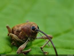 Attēlu rezultāti vaicājumam “Licea testudinacea macro”