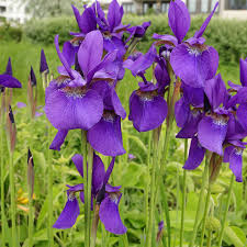 Attēlu rezultāti vaicājumam “Iris sibirica leaf”