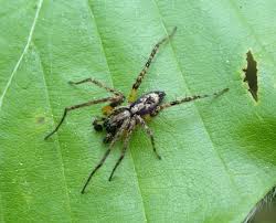 Attēlu rezultāti vaicājumam “Anyphaena accentuata”