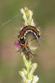Attēlu rezultāti vaicājumam “Euproctis similis”